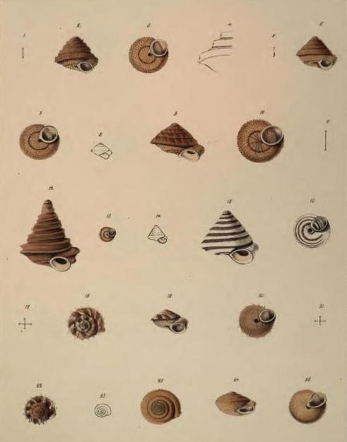 Especies de Helix de Madeira. Malacogrphia Maderensis, Albers, 1854