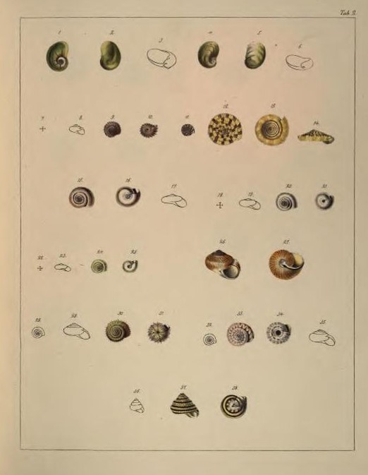 Hélices de Madeira (Albers, 1854)