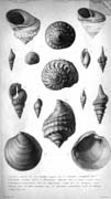 Conchas fósiles del Plioceno