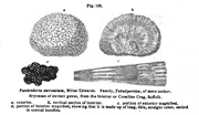 Briozoos de géneros extintos, de la parte inferior de los riscos coralinos de Suffolk
