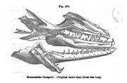 Mandíbula de Mosasaurus camperi
