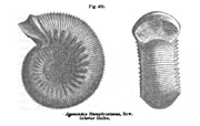 Ammonites humphresianus