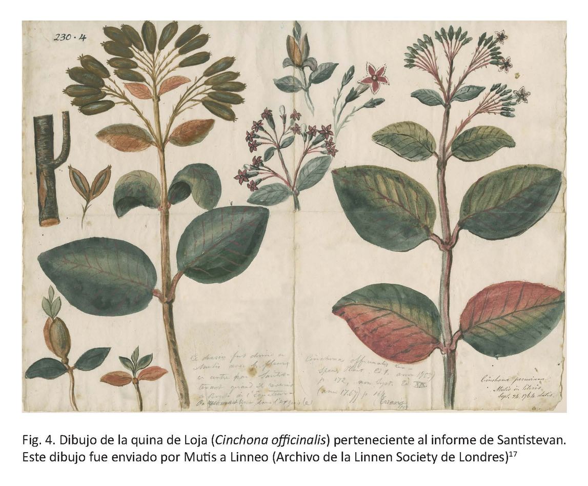 Ilustración del libro del enigma de las quinas de Joaquín Fernández - quina de Loja