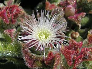 La barilla es la "Mesembryanthemum crystallinum L." y se utilizó para la obtención de sosa