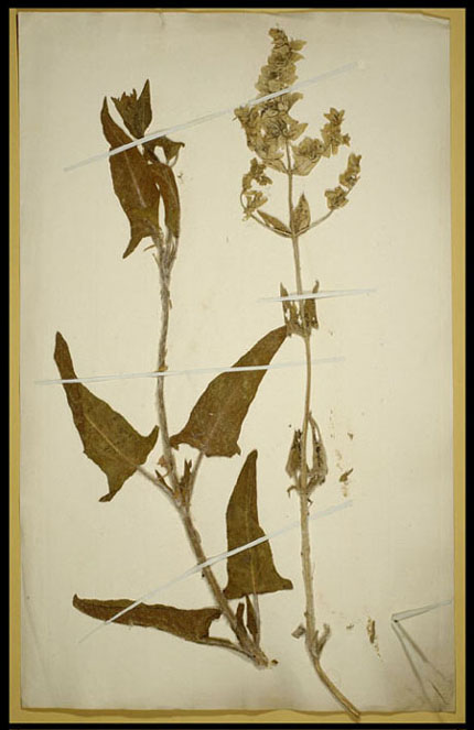 Salvia ("Salvia canariensis")