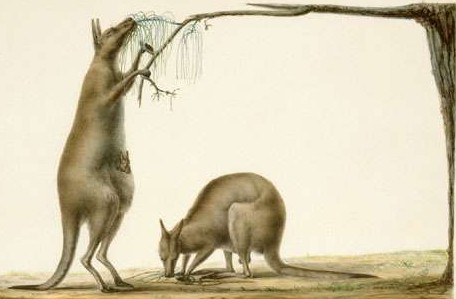Lesueur, Canguros de l'île Decrès (Kangaroo Island, Australia) 1802-1812. http://www.histoire-image.com