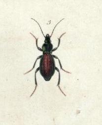 Carabus Faustus, Histoire naturelle des îles Canaries II, 2. Zoologie. 1844