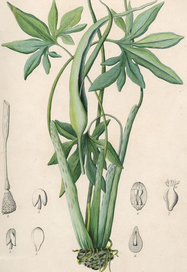Dracunculus canariensis. Kunth.