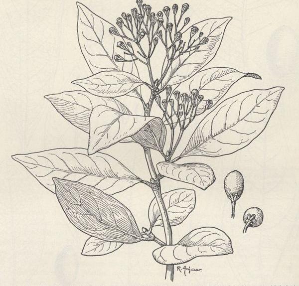 Apollonias canariensis