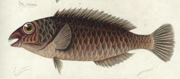  Una vieja (Sparisoma cretense), Histoire naturelle des îles Canaries II, 2. Zoologie. (1844)