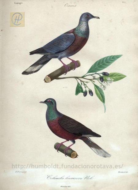 Paloma rabiche y la turqué, en Histoire naturelle des îles Canaries II, 2. Zoologie. (1844)