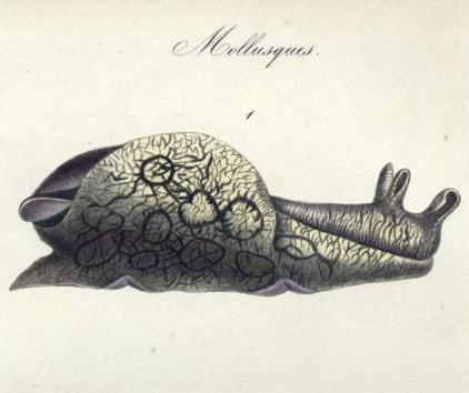 Conejo de mar (Aplysia dactylomela), Histoire naturelle des îles Canaries II, 2. Zoologie. (1844)