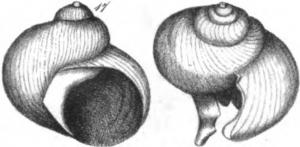 Fósil de Helix de Porto Santo (Bodwich, 1825)