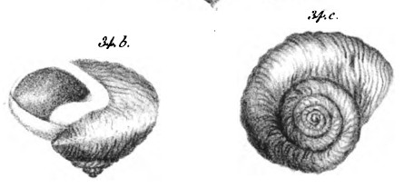 Fósil de Helix de Canoçal, (Bodwich, 1825)