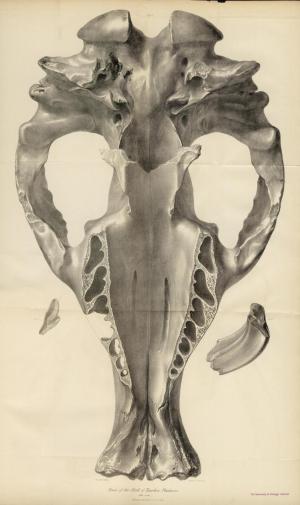 Cráneo fósil de un toxodon (Zoología del Beagle, 1839)