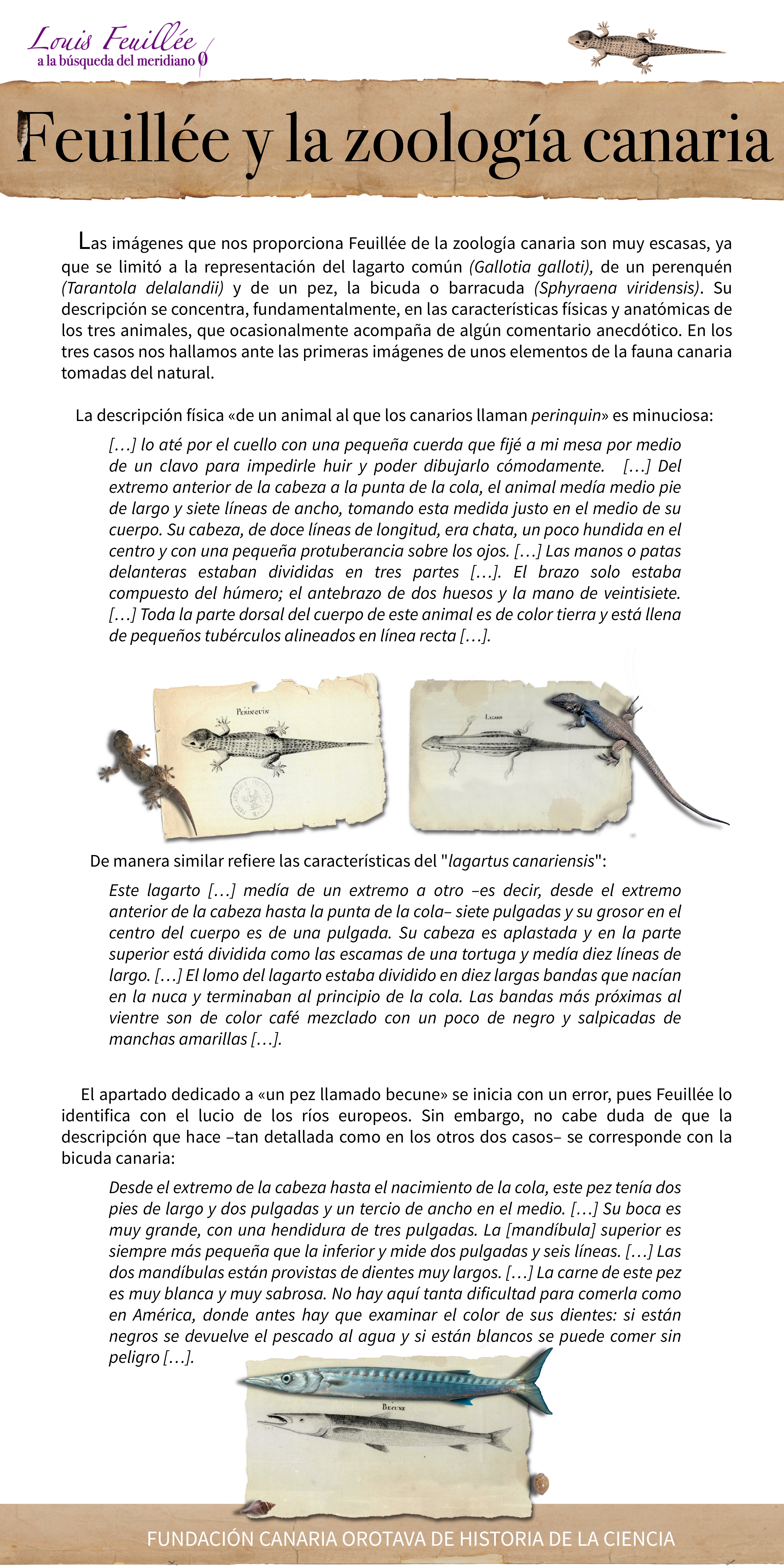 Feuillée y la zoología canaria